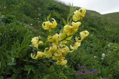 Lilium kesselringianum