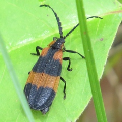 Calopteron discrepans