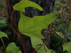 Chenopodiastrum simplex