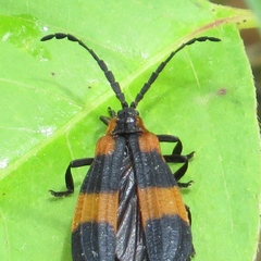 Calopteron discrepans