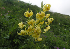 Lilium kesselringianum