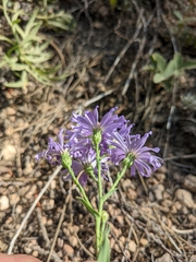 Symphyotrichum oblongifolium