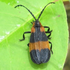 Calopteron discrepans