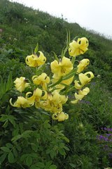 Lilium kesselringianum