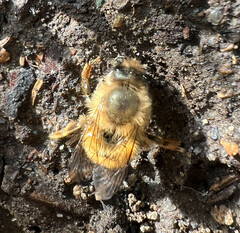 Osmia taurus