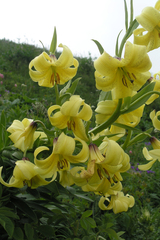 Lilium kesselringianum