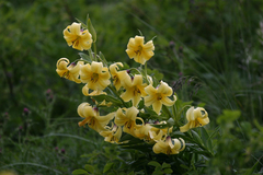 Lilium kesselringianum