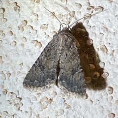 Protorthodes