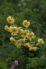 Lilium kesselringianum
