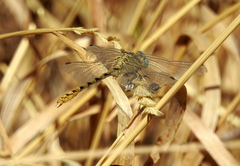 Ophiogomphus severus