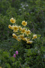 Lilium kesselringianum