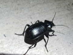 Calosoma marginale