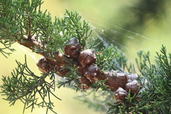 Cupressus macrocarpa