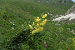 Lilium kesselringianum