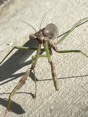Stagmomantis