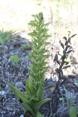 Habenaria subauriculata