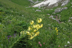 Lilium kesselringianum