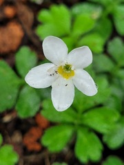 Ellisiophyllum pinnatum