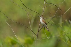 Certhiaxis cinnamomeus