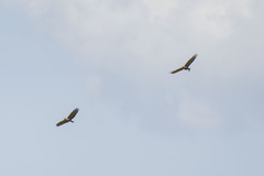 Buteogallus meridionalis