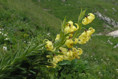 Lilium kesselringianum