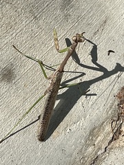 Stagmomantis