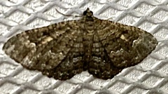 Geometridae