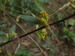 Solidago hispida