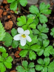 Ellisiophyllum pinnatum