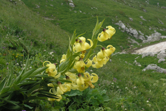 Lilium kesselringianum