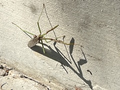 Stagmomantis