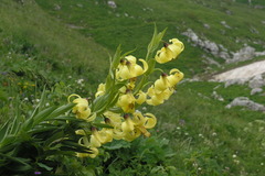 Lilium kesselringianum