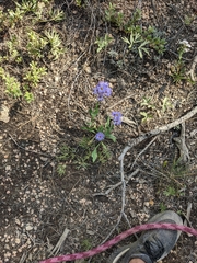 Symphyotrichum oblongifolium
