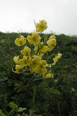 Lilium kesselringianum