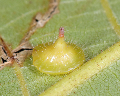 Caryomyia marginata