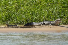 Caiman yacare