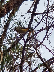 Pardalotus punctatus
