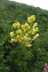 Lilium kesselringianum