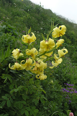 Lilium kesselringianum