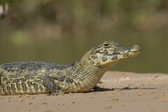 Caiman yacare