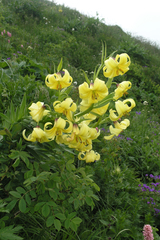 Lilium kesselringianum