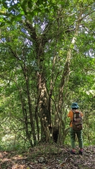 Cryptocarya concinna