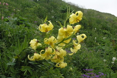 Lilium kesselringianum