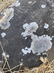 Protoparmeliopsis muralis