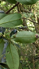 Cryptocarya concinna