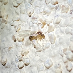 Brachymyrmex depilis