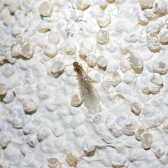 Brachymyrmex depilis