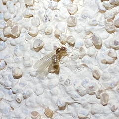 Brachymyrmex depilis