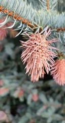 Picea pungens