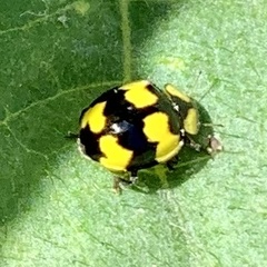 Illeis galbula